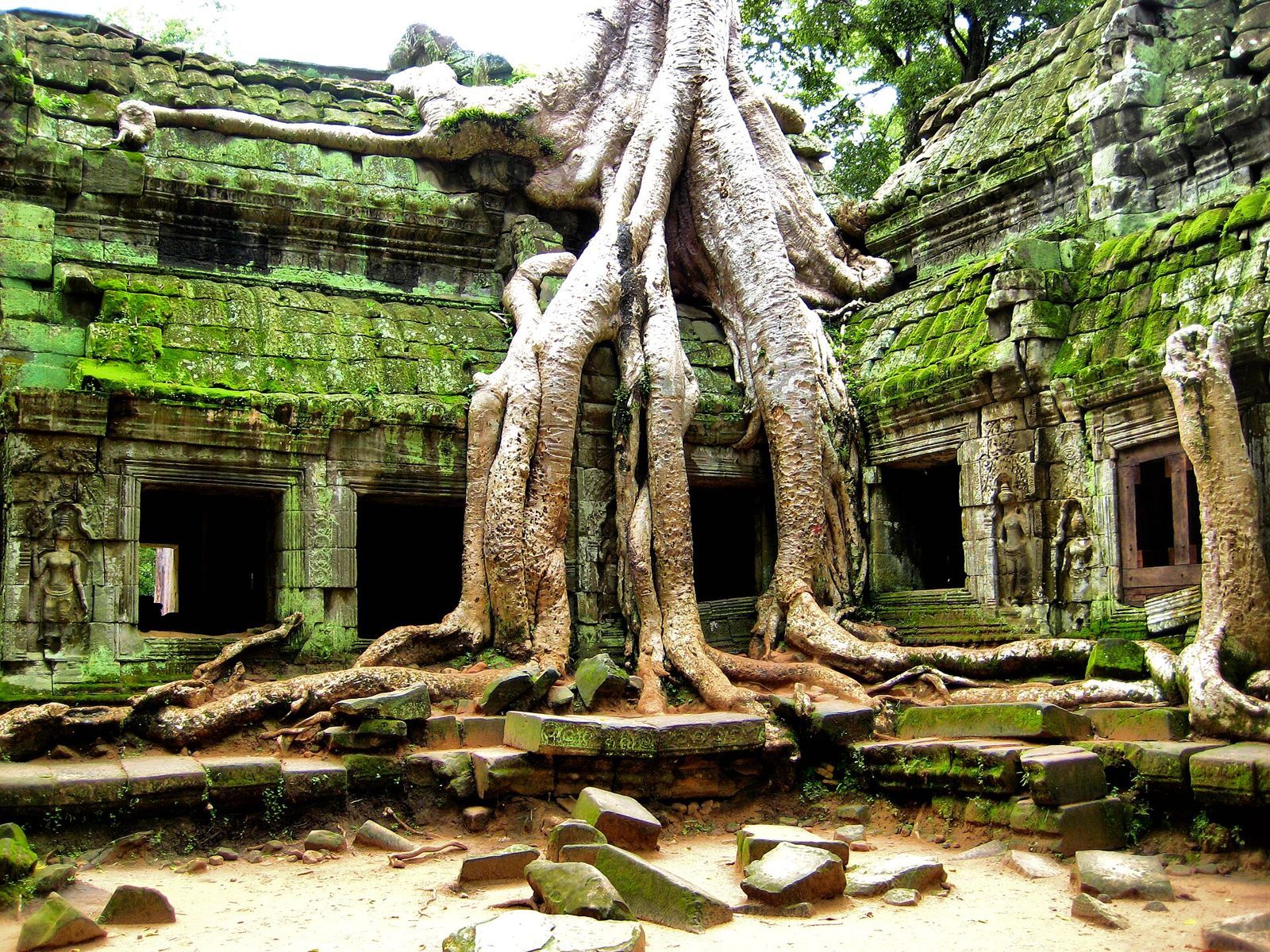 More Angkor Trees