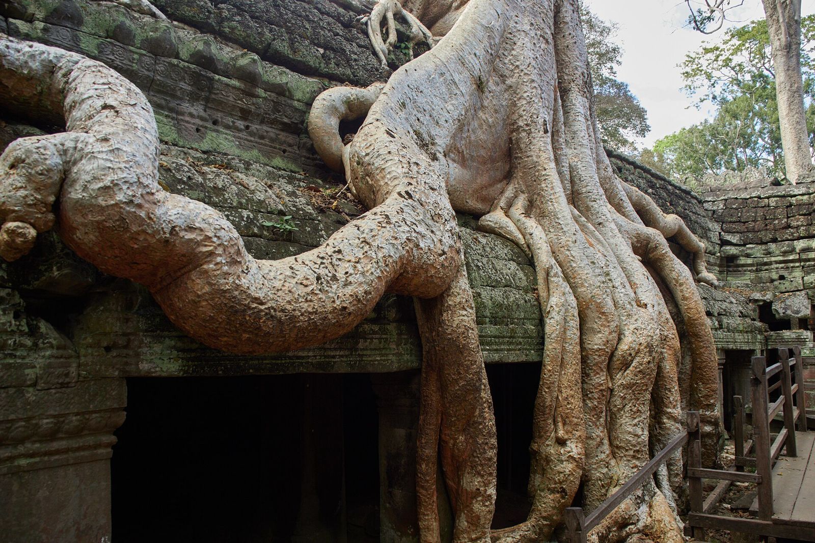 Massive tree roots of a strangler fig spreading across the stone galleries of Ta Prohm temple.